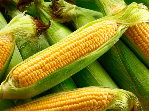 Yellow  & Orange Maize Export