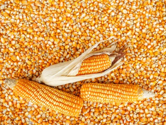White Maize Export