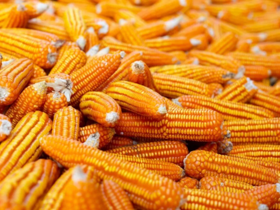 Sweet Corn Export